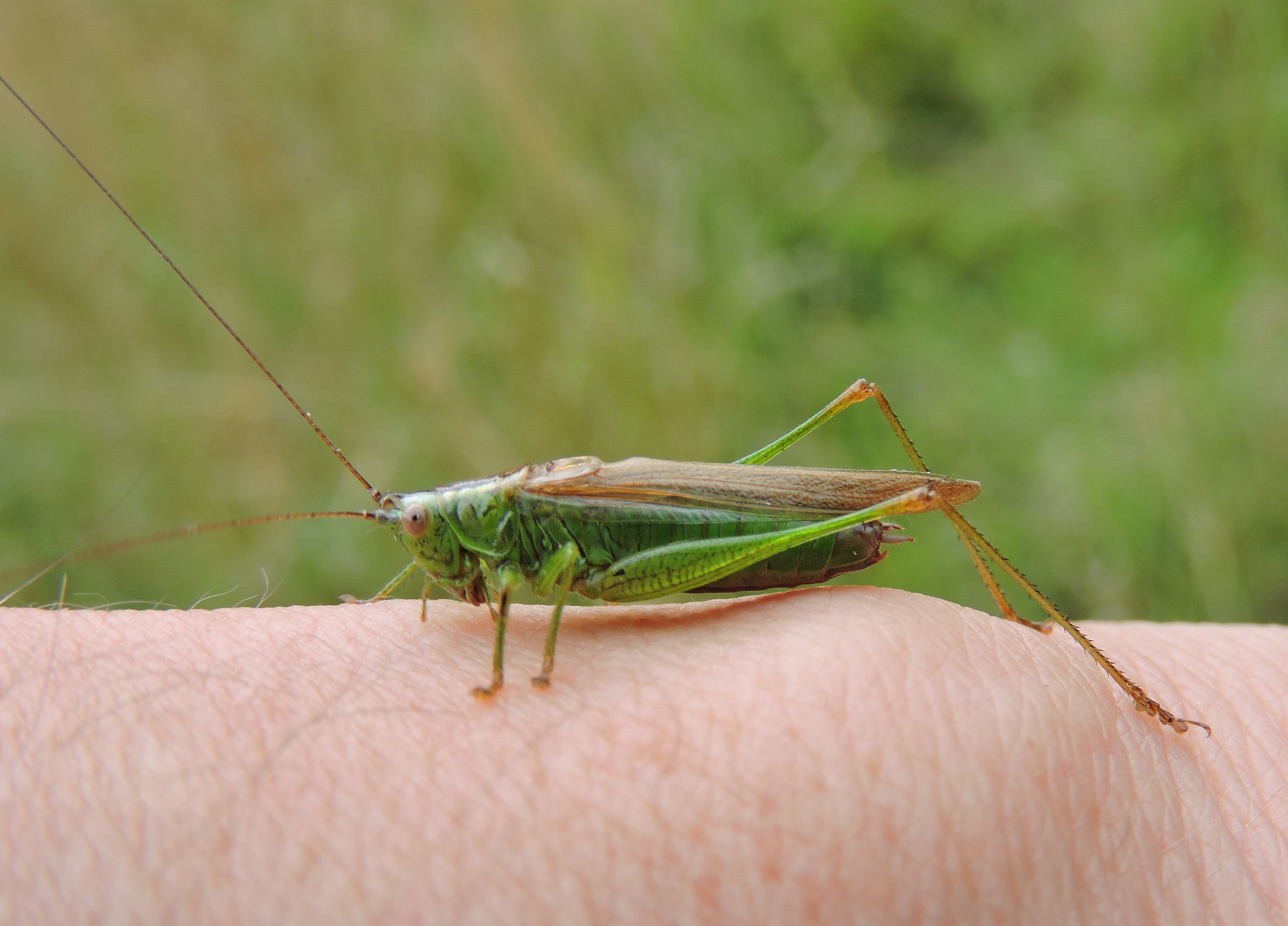 Long winged Conehead
